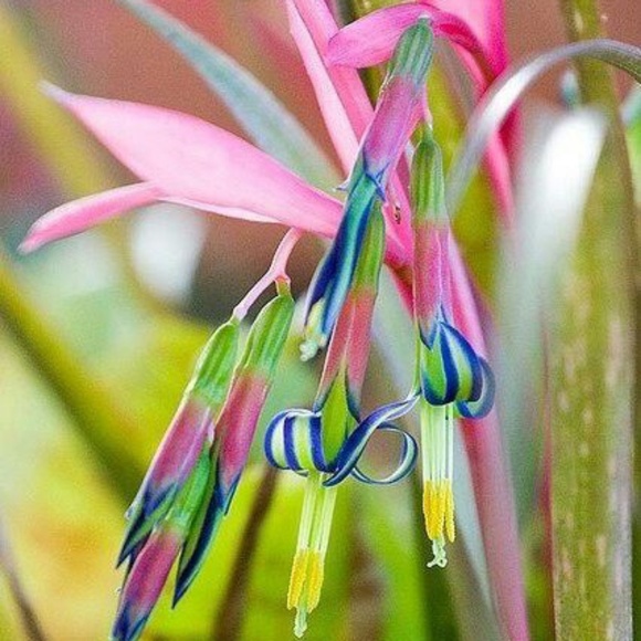 Bracelet& Earrings Set 925/Gems&Marcasite - Picture 4 of 8